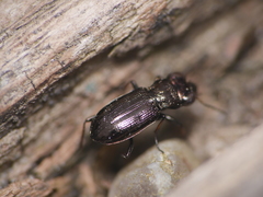 Notiophilus palustris