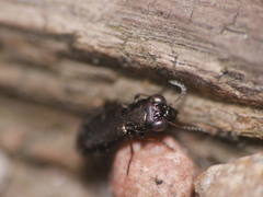 Notiophilus palustris