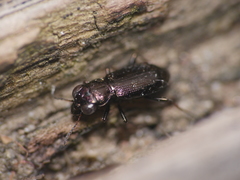 Notiophilus palustris