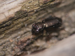 Notiophilus palustris