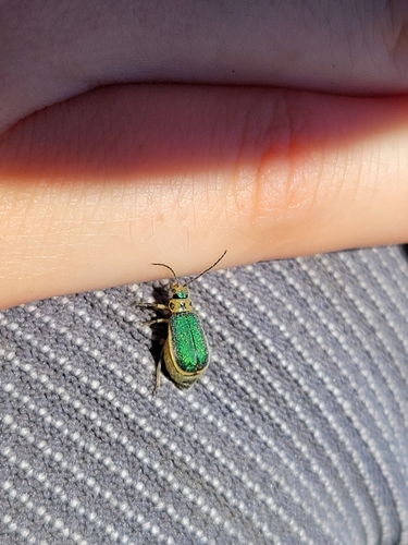 iNaturalist observation photo of Coyote Brush Leaf Beetle