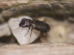 Notiophilus palustris