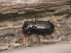 Notiophilus palustris
