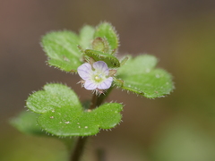 Veronica hederifolia-sublobata-triloba
