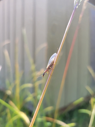 iNaturalist observation photo of Common Snakeflies