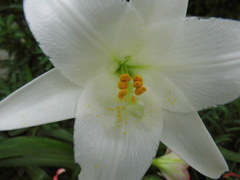Lilium formosanum