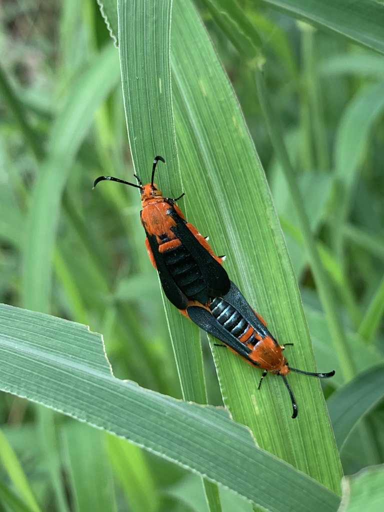 Melittia astarte