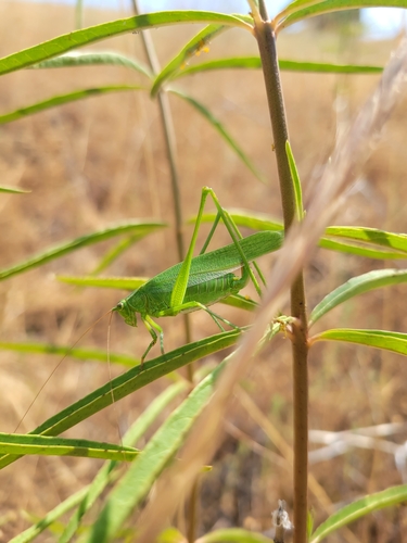 iNaturalist observation photo of Scudder's Bush Katydids