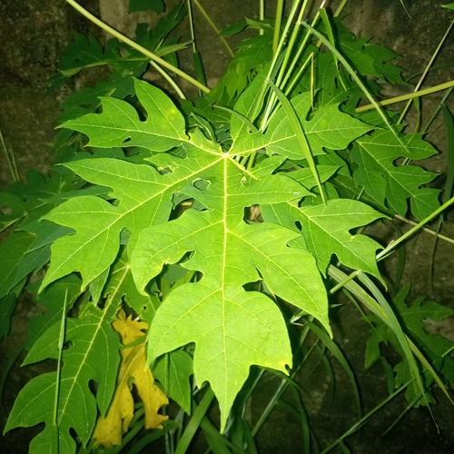 Papaya