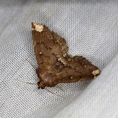 Adrapsa quadrilinealis