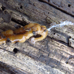 Bipalium adventitium