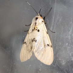 Amsactoides guangxica
