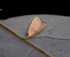 Anachrostis