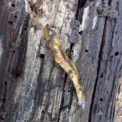 Bipalium adventitium