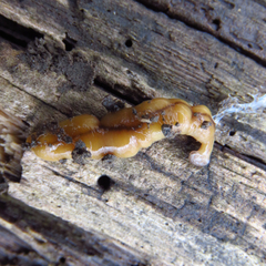 Bipalium adventitium