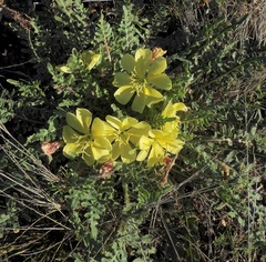Oenothera primiveris primiveris