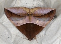 Bastilla fulvotaenia
