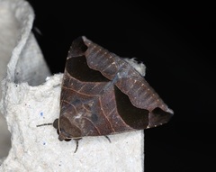 Bastilla joviana