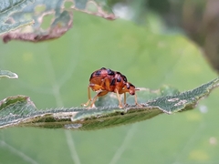 Agomadaranus pardaloides
