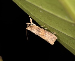 Camptozada mirabilis