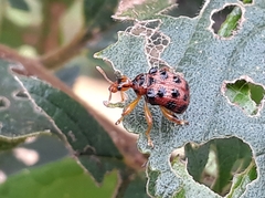 Agomadaranus pardaloides