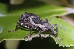 Anagotus