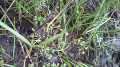 Cardamine oligosperma