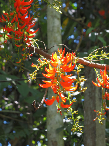 Mucuna bennettii, photograph 5