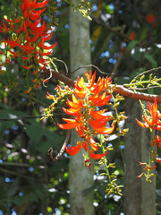 Mucuna bennettii, photograph (c) Cheongweei Gan, some rights reserved (CC BY)