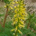 Corydalis heterocarpa japonica - Photo Loasa, sin restricciones conocidas de derechos (dominio público)