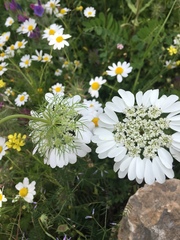 Artedia squamata