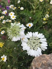 Artedia squamata