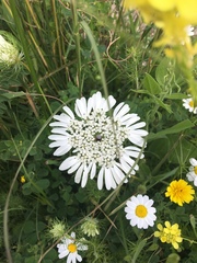 Artedia squamata