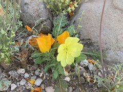 Oenothera primiveris primiveris