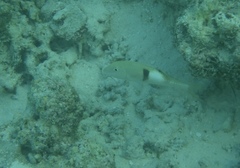 Parupeneus pleurostigma