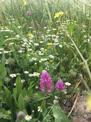 Trifolium purpureum