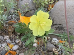 Oenothera primiveris primiveris