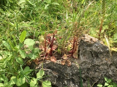 Umbilicus intermedius