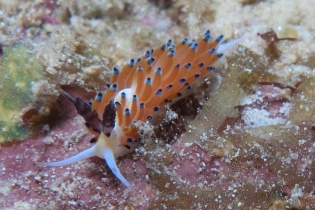 Black-horned Egg-eater