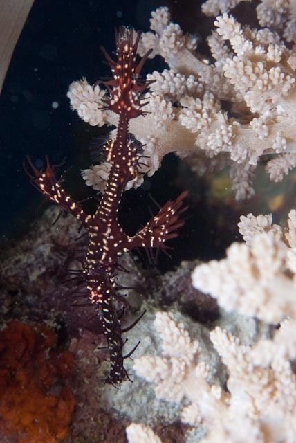 Ghost Pipefish