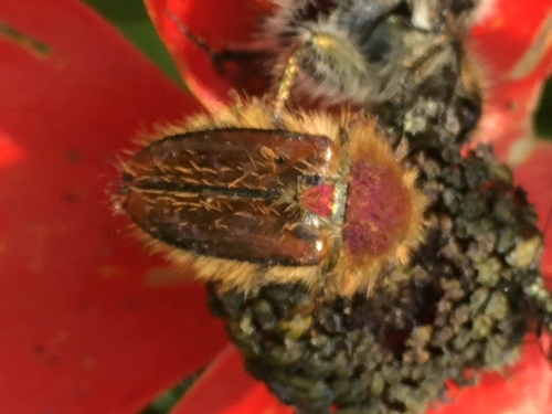 Pygopleurus rufovillosus