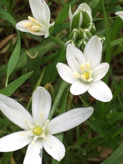 Ornithogalum umbellatum