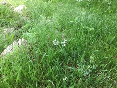 Ornithogalum umbellatum