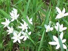 Ornithogalum umbellatum
