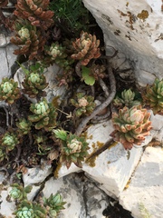 Petrosedum sediforme