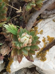 Petrosedum sediforme