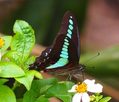 Graphium sarpedon connectens