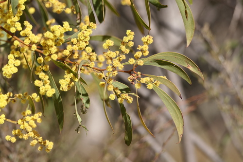 Acacia rubida, photographed by an iNaturalist contributor