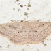 Scopula minorata - Photo (c) jkt, some rights reserved (CC BY-NC), uploaded by jkt