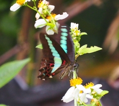 Graphium sarpedon connectens